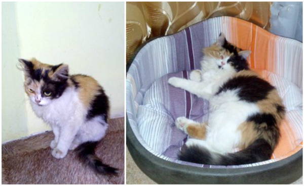 До и после: 15 историй о том, как меняются коты, когда найдут дом