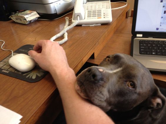 Пять причин, почему прийти с собакой на работу – это круто
