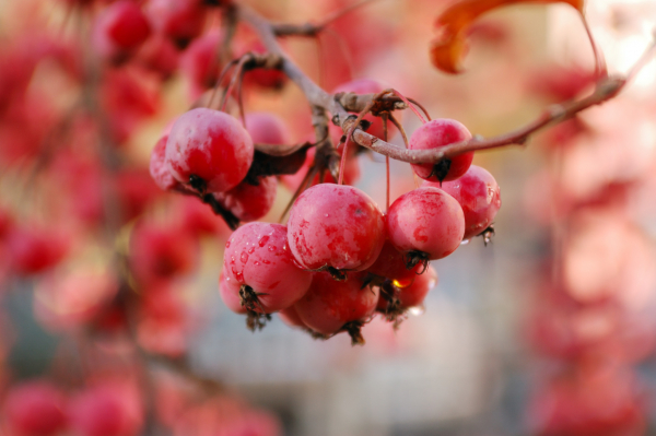 Рецепт на Яблочный спас: плетенка с яблоками и корицей