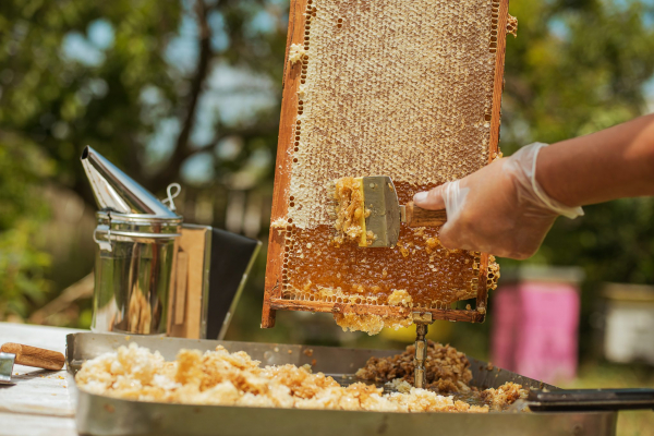 Целебный мед: как выбирать и лечиться