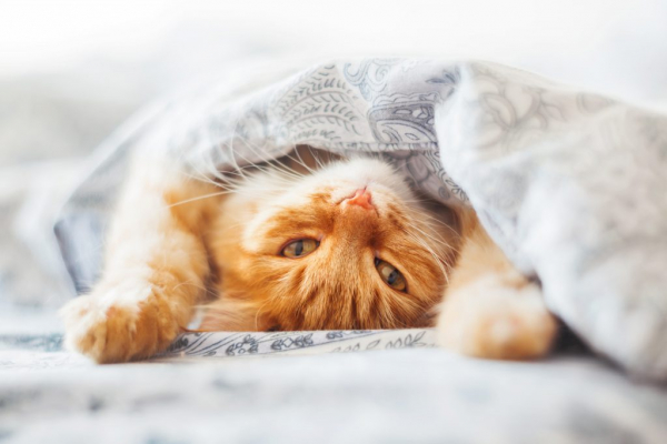 Всемирный день кошек: 10 уроков жизни от твоей кошки
