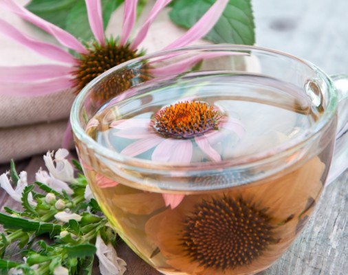 Эхинацея: лечебные свойства, применение, рецепты чая и настоя
