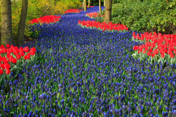 Cамый большой парк цветов в мире «Койкенхоф» вместе c FLORIUM.UA