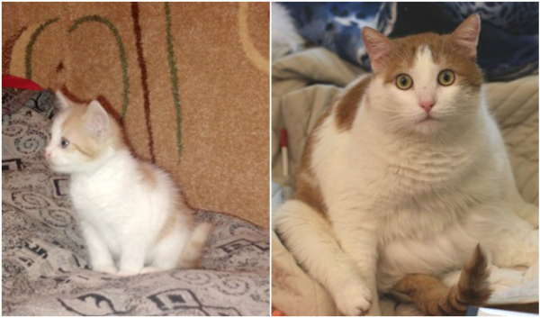 До и после: 15 историй о том, как меняются коты, когда найдут дом