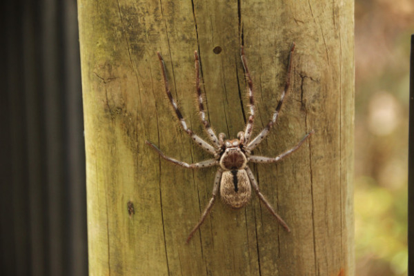 Казнить нельзя помиловать: можно ли убивать пауков в доме?