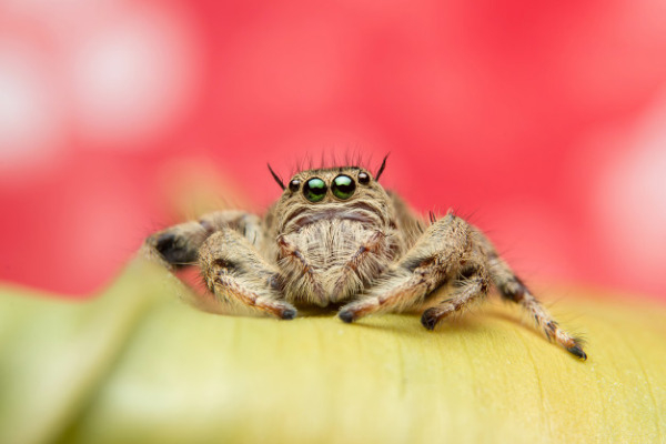 Казнить нельзя помиловать: можно ли убивать пауков в доме?