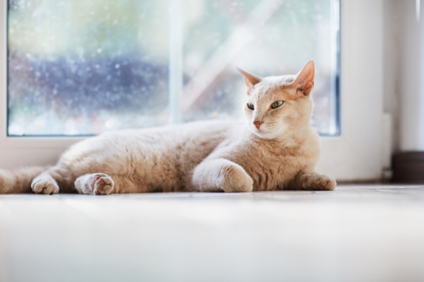 Топ-7 причин пройти з котом профілактичний огляд у ветеринара