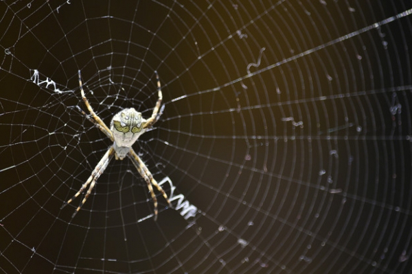 Поражение или победа: к чему снится паук и паутина?