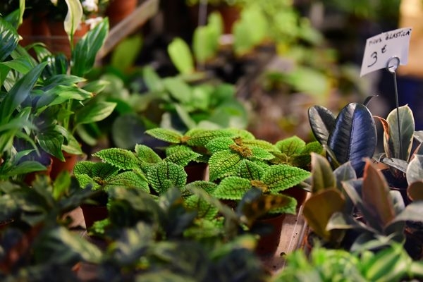 Зеленые друзья: как пересаживать комнатные растения